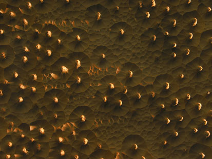 Aura