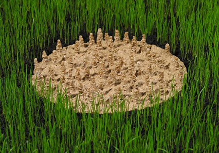 Grass