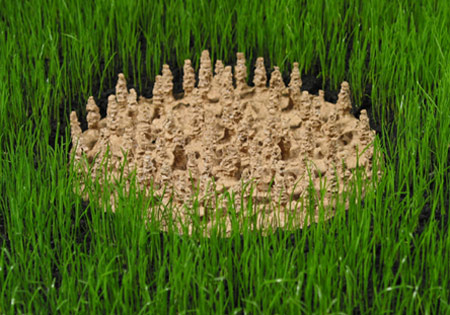 Grass