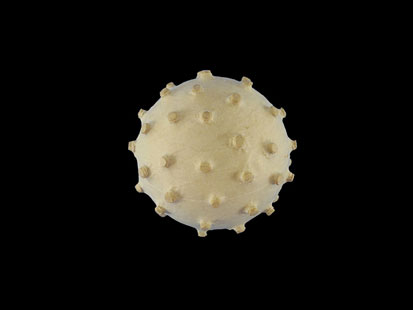 Virus