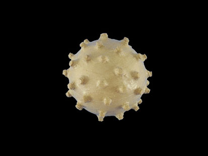 Virus