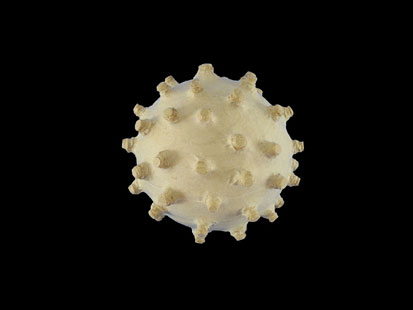 Virus