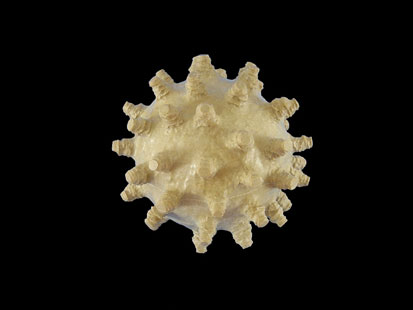 Virus