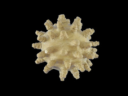 Virus