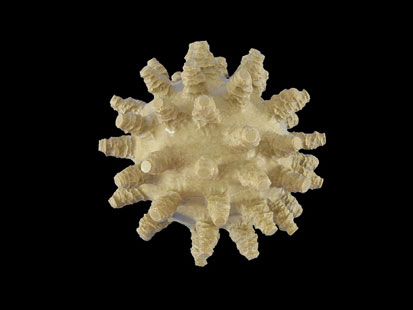 Virus